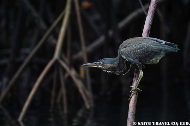 イサベラ島 エリザベス湾 Isabela Island Elizabeth Bay ガラパゴスササゴイ Lava Heron(11)