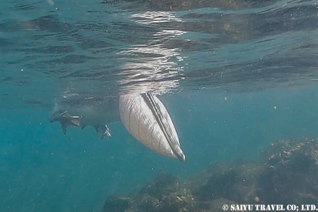 brown pelican カッショクペリカン　ガラパゴス諸島　イサベラ島　ウルビナ湾　シュノーケリング　Isabela Island Urbina Bay Snorkelling (6)