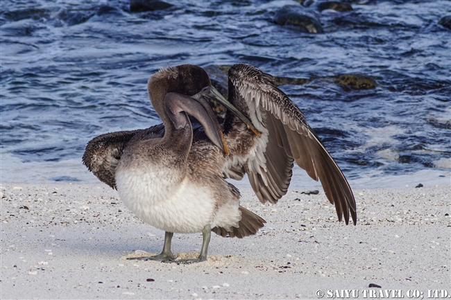 ハラパゴス諸島　カッショクペリカン Brown pelican モスケラ島 Mosquera Island (4)
