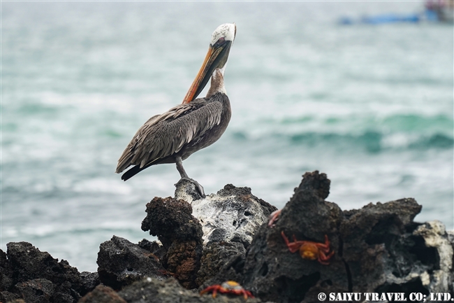 ガラパゴス諸島　カッショクペリカン　Brown pelican サンタクルス島ラス・バーチャス (1)