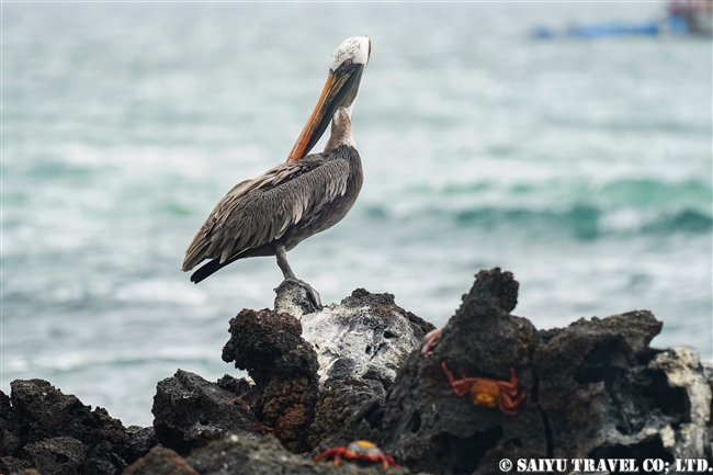 ペリカン科 ワイルドライフ Wildlife 世界の野生動物観察日記