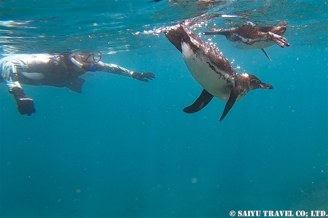 ガラパゴス諸島　イサベラ島　タグスコーブ　シュノーケリング Snorkelling at Tagus Cove ガラパゴスペンギン Galapagos Penguin (7)