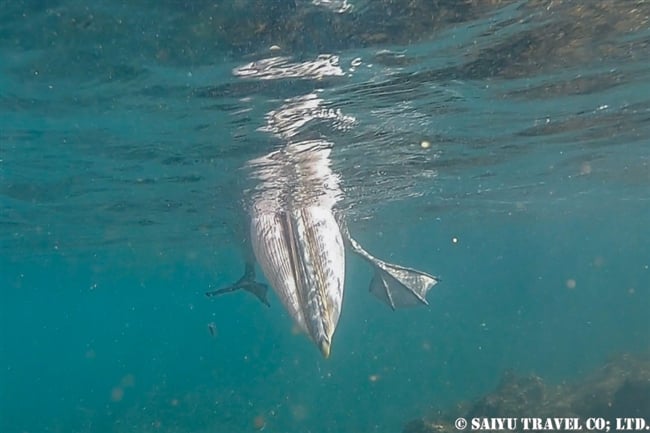 Brown Pelican カッショクペリカン　ガラパゴス諸島　イサベラ島　ウルビナ湾　シュノーケリング　Isabela Island Urbina Bay Snorkelling (7)