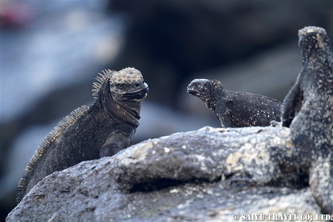 ハラパゴス諸島　モスケラ島 Mosquera Island ウミイグアナ Mrine Iguana(1)