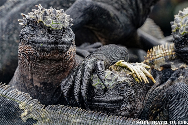 フェルナンディナ島 Fernandina Island プンタ・エスピノーザ Punta Espinoza ウミイグアナ Marine Iguana (11)