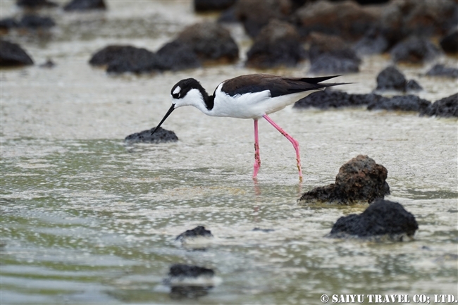 ガラパゴス諸島　クロエリセイタカシギ Black-necked Stilt サンタクルス島　ドラゴンヒル Santa Cruz Island Cerro Dragon (3)