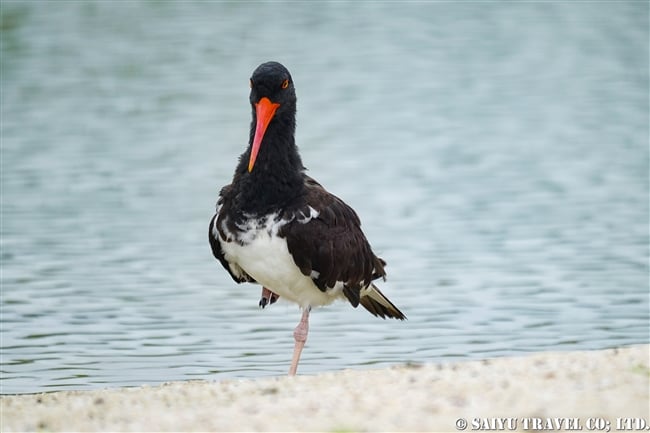 ガラパゴス諸島　アメリカミヤコドリ American Oystercatcher サンタクルス島ラス・バーチャス (6)