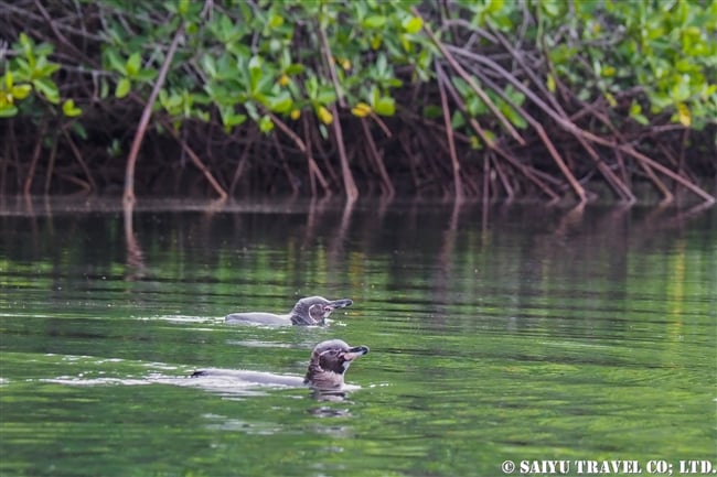 イサベラ島 エリザベス湾 Isabela Island Elizabeth Bay ガラパゴスペンギン Galapagos Penguin (3)