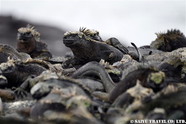 フェルナンディナ島 Fernandina Island プンタ・エスピノーザ Punta Espinoza ウミイグアナ Marine Iguana (1)