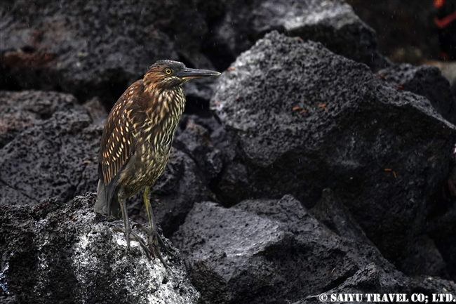 ガラパゴス諸島　ガラパゴスササゴイ　幼鳥 lava Heron Juvenile サンタクルス島ラス・バーチャス (8)