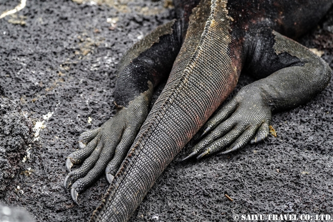 フェルナンディナ島 Fernandina Island プンタ・エスピノーザ Punta Espinoza ウミイグアナ Marine Iguana (9)