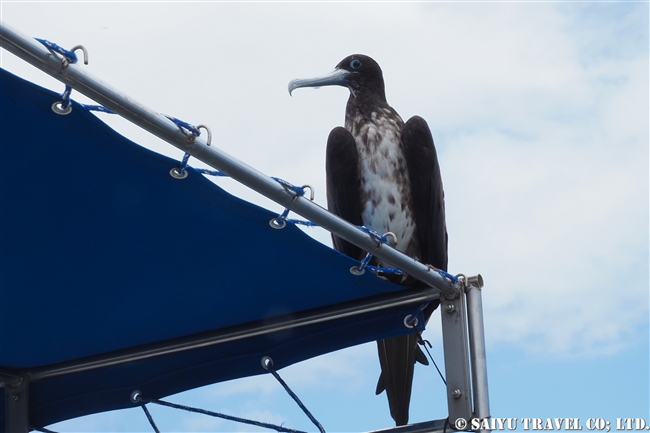 ガラパゴス諸島船の旅　バルトラ島 　アメリカグンカンドリ　雌　agnificent Frigatebird(10)