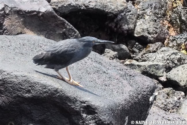 ガラパゴス諸島船の旅　バルトラ島 Lava Heron ガラパゴス溶岩ササゴイ(5)