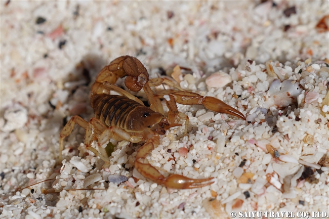 ハラパゴス諸島 ガラパゴスサソリ Galapagos Scorpion　モスケラ島 Mosquera Island (9)