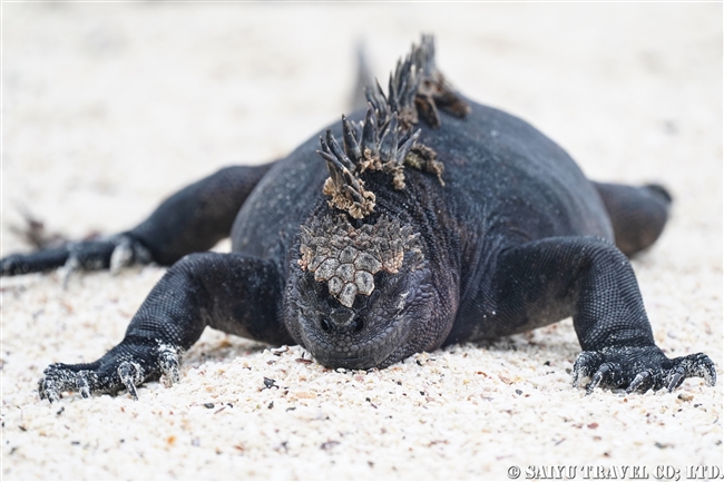 ガラパゴス諸島 ウミイグアナ Marine Iguana　サンタクルス島ラス・バーチャス (2)