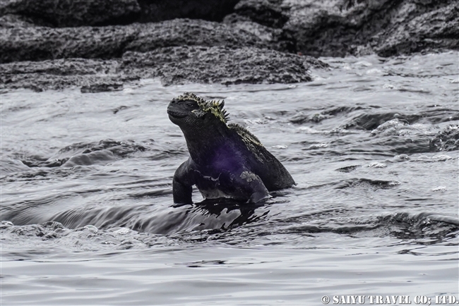 フェルナンディナ島 Fernandina Island プンタ・エスピノーザ Punta Espinoza ウミイグアナ Marine Iguana (3)