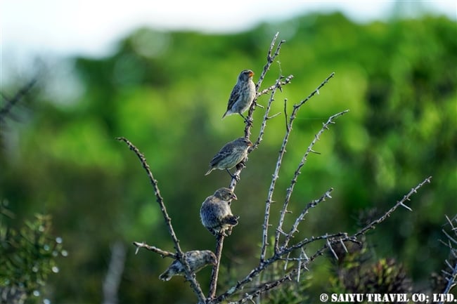 ガラパゴス諸島　イサベラ島　ウルビナ湾　iSABELA ISLAND URBINA BAY ダーウンフィンチ　Dawin's finches (4)