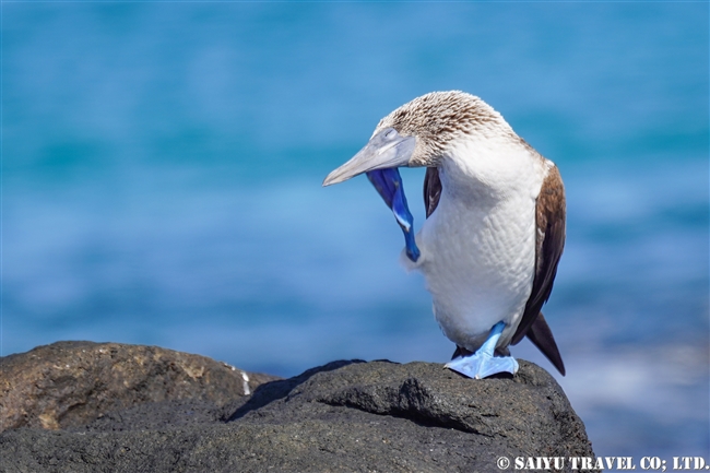 ハラパゴス諸島　アオアシカツオドリ Blue-footed Booby モスケラ島 Mosquera Island (11)