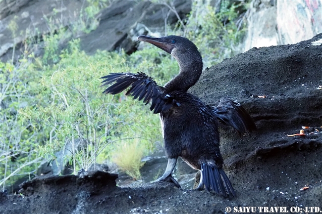 ガラパゴス諸島　ガラパゴスコバネウ　Flightless cormorant　イサベラ島　タグス・コーブ　Isabela Island Tagus Cove (8)