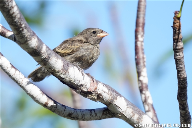 ガラパゴス諸島　ダーウィンフィンチ　Dawin's Finches イサベラ島　タグス・コーブ　Isabela Island Tagus Cove (4)