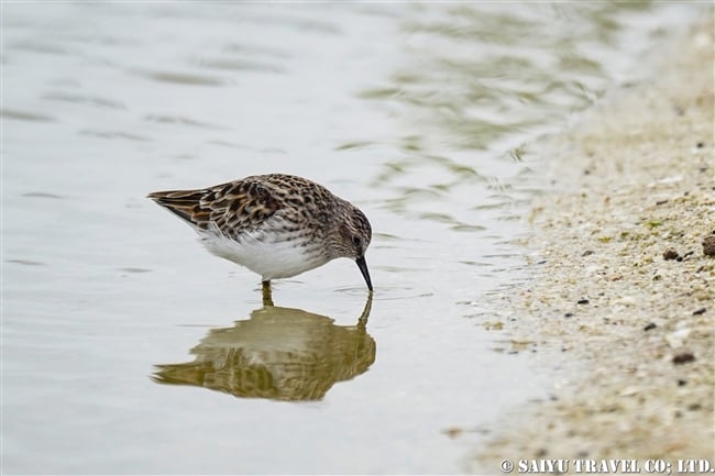 ガラパゴス諸島　ヒレアシトウネン　Samipalmated Sandpiper サンタクルス島ラス・バーチャス (5)