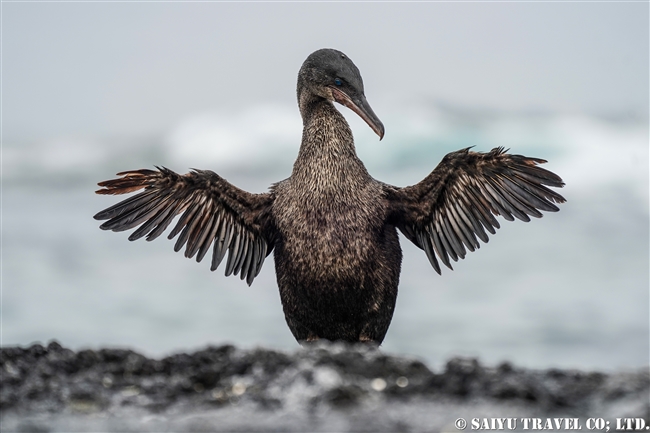 フェルナンディナ島 Fernandina Island プンタ・エスピノーザ Punta Espinoza ガラパゴスコバネウ Flighless Cormorant