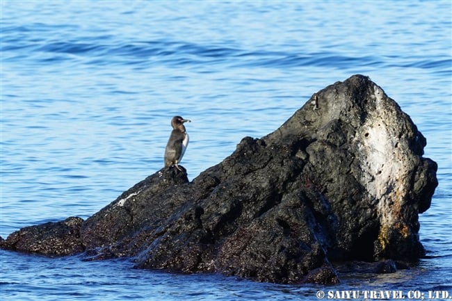 ガラパゴス諸島　イサベラ島　ウルビナ湾　iSABELA ISLAND URBINA BAY ガラパゴスペンギン GALAPAGOS penguin(1)