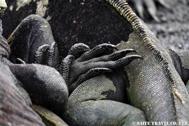 フェルナンディナ島 Fernandina Island プンタ・エスピノーザ Punta Espinoza ウミイグアナ Marine Iguana (8)