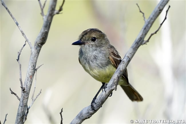 ガラパゴス諸島　ガラパゴスヒタキモドキ Galapagos Flycatcher イサベラ島　タグス・コーブ　Isabela Island Tagus Cove (5)