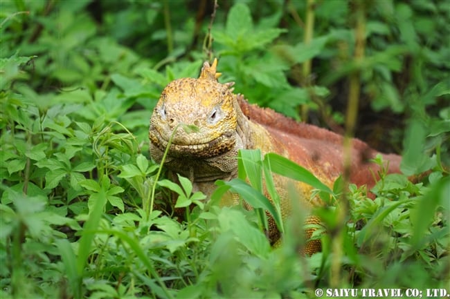 ガラパゴス諸島　ガラパゴスリクイグアナ　Galapagos Land Iguana サンタクルス島　ドラゴンヒル Santa Cruz Island Cerro Dragon (6)