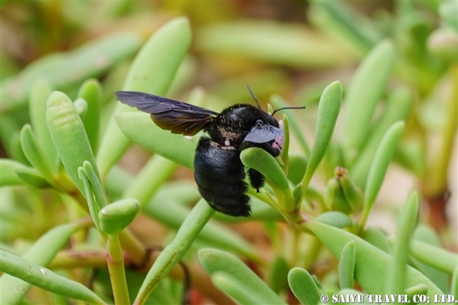 ガラパゴス諸島　ダーウィンクマバチ Carpenter Bee サンタクルス島　ドラゴンヒル Santa Cruz Island Cerro Dragon (2)