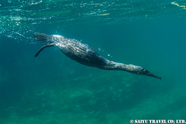 ガラパゴス諸島　イサベラ島　タグスコーブ　シュノーケリング Snorkelling at Tagus Cove　ガラパゴスコバネウ Flightless Cormorant (2)