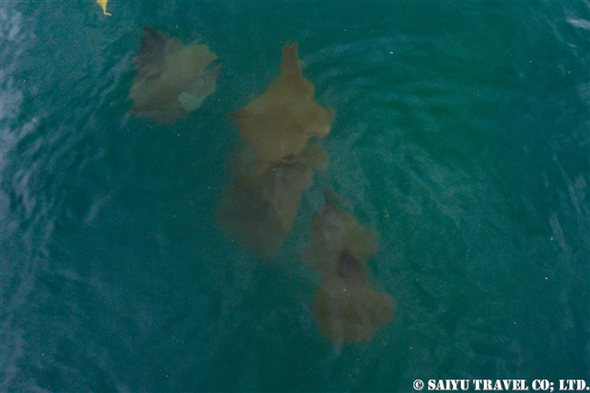 イサベラ島 エリザベス湾 Isabela Island Elizabeth Bay ウシバナトビエイ属 Golden Cownose Ray (8)