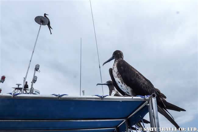 ガラパゴス諸島船の旅　バルトラ島 アメリカグンカンドリ Magnificent Frigatebird (11)