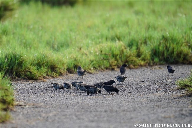 ガラパゴス諸島　イサベラ島　ウルビナ湾　ISABELA ISLAND URBINA BAY ダーウンフィンチ　Dawin's finches