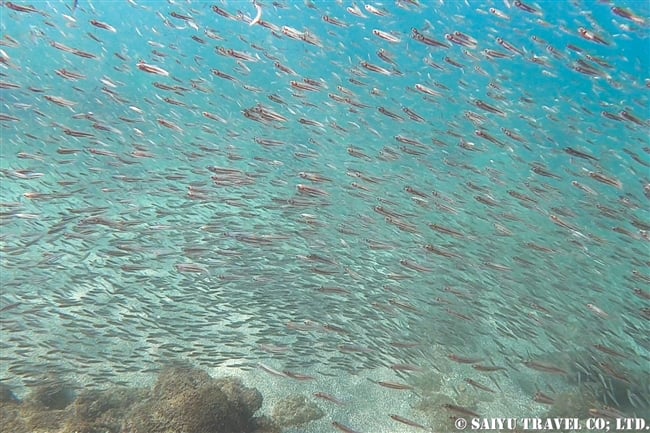 ガラパゴス諸島　イサベラ島　ウルビナ湾　シュノーケリング　Isabela Island Urbina Bay Snorkelling (3)