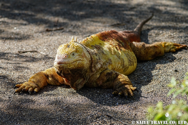 ガラパゴス諸島　イサベラ島　ウルビナ湾　iSABELA ISLAND URBINA BAY ガラパゴスリクイグアナ　 Galapagos Land Iguana(7)