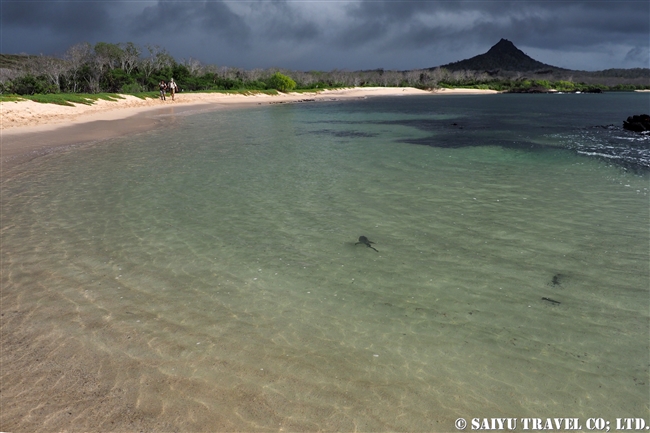 ガラパゴス諸島　サンタクルス島　ドラゴンヒル Santa Cruz Island Cerro Dragon (14)