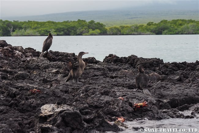 イサベラ島 エリザベス湾 Isabela Island Elizabeth Bay ガラパゴスコバネウ Flightless Cormorant (9)