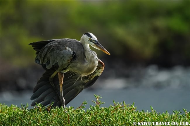 ガラパゴス諸島　オオアオサギ Great Blue Heron サンタクルス島　ドラゴンヒル Santa Cruz Island Cerro Dragon (11)