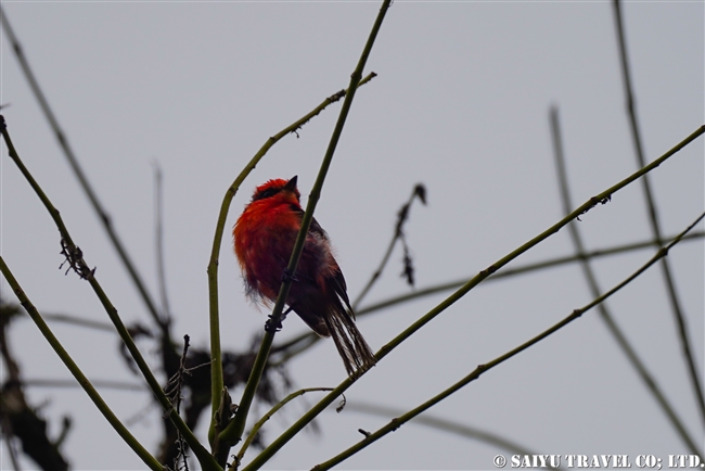 ガラパゴスベニタイランチョウ Galapagos Vermilion Flycatcher ガラパゴス諸島　イサベラ島 プエルト・ビジャミル　Puerto Villamil　(4)