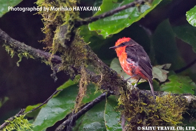 ガラパゴスベニタイランチョウ Galapagos Vermilion Flycatcher ガラパゴス諸島　イサベラ島 プエルト・ビジャミル　Puerto Villamil　(1)