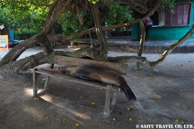 ガラパゴスアシカ Galapagos Sea Lion ガラパゴス諸島　イサベラ島 プエルト・ビジャミル　Puerto Villamil　(16)