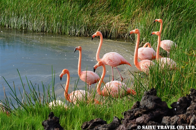 オオフラミンゴ Greater Flamingo イサベラ島 Isabela Island ガラパゴス諸島　プンタモレノ Punta Moreno (2)
