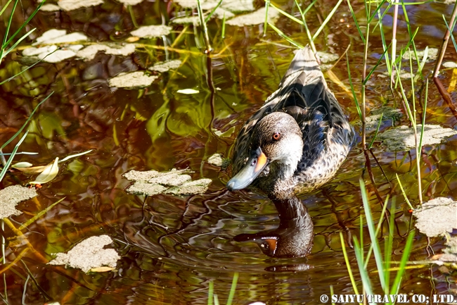 ガラパゴスホオジロオナガガモ Galapagos White-cheeked Pintail ガラパゴス諸島　イサベラ島 プエルト・ビジャミル　Puerto Villamil　(6)