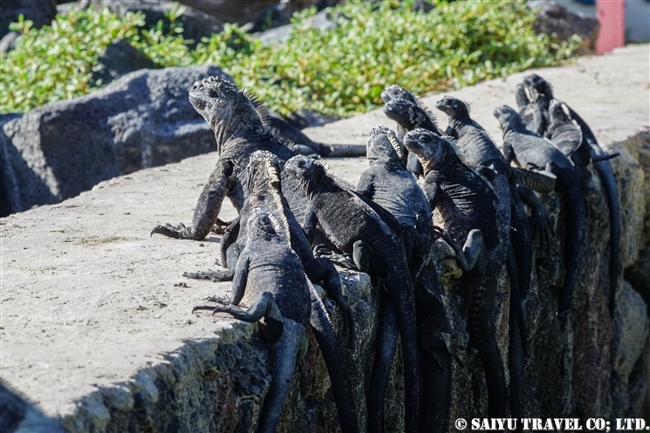 ウミイグアナ Marine Iguana ガラパゴス諸島　イサベラ島 プエルト・ビジャミル　Puerto Villamil　(11)