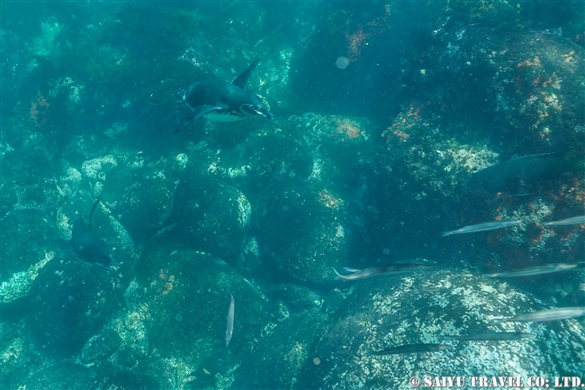 ガラパゴスペンギン　イサベラ島プンタモレノ　シュノーケリング Isabela Island Punta Moreno Snorkelling (1)