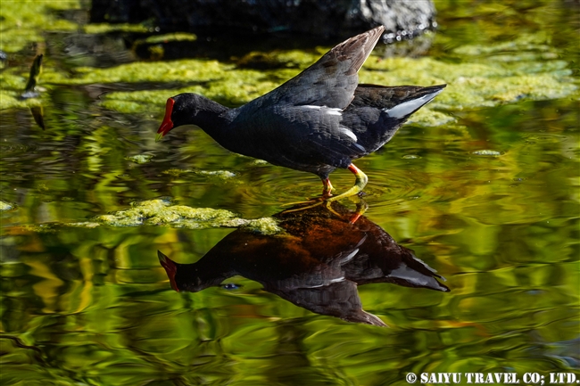 バン　Common Gallinue ガラパゴス諸島　イサベラ島 プエルト・ビジャミル　Puerto Villamil　(9)