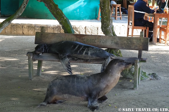 ガラパゴスアシカ Galapagos Sea Lion ガラパゴス諸島　イサベラ島 プエルト・ビジャミル　Puerto Villamil　(13)