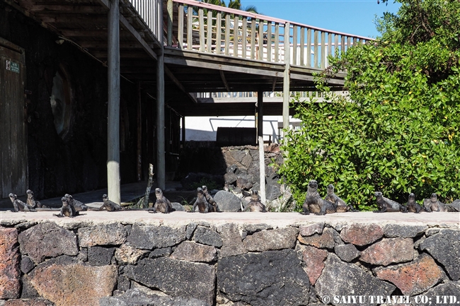 ウミイグアナ Marine Iguana ガラパゴス諸島　イサベラ島 プエルト・ビジャミル　Puerto Villamil　(15)